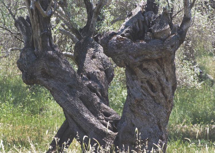 Turkey-to-kickstart-US-olive-oil-campaign-We-need-to-go-in-with-quality-oils.jpg