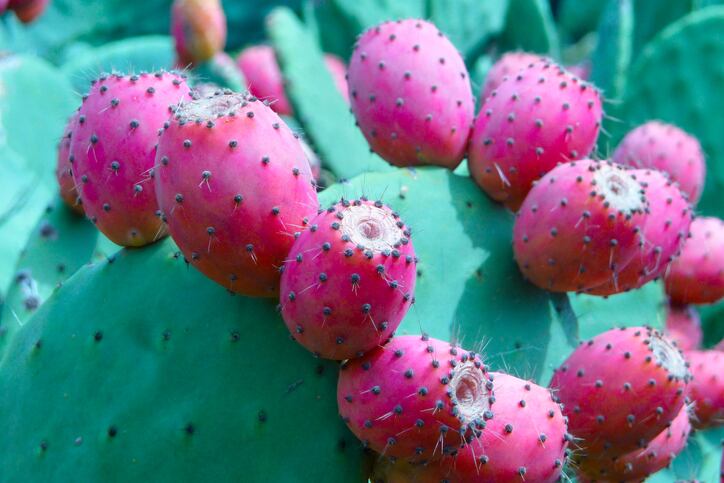Mexican-nopal-cactus-seen-as-a-healthy-functional-food-across-Latin-America.jpg