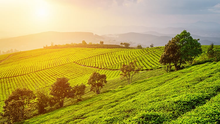 Sustainable sourcing strategies for business continuity