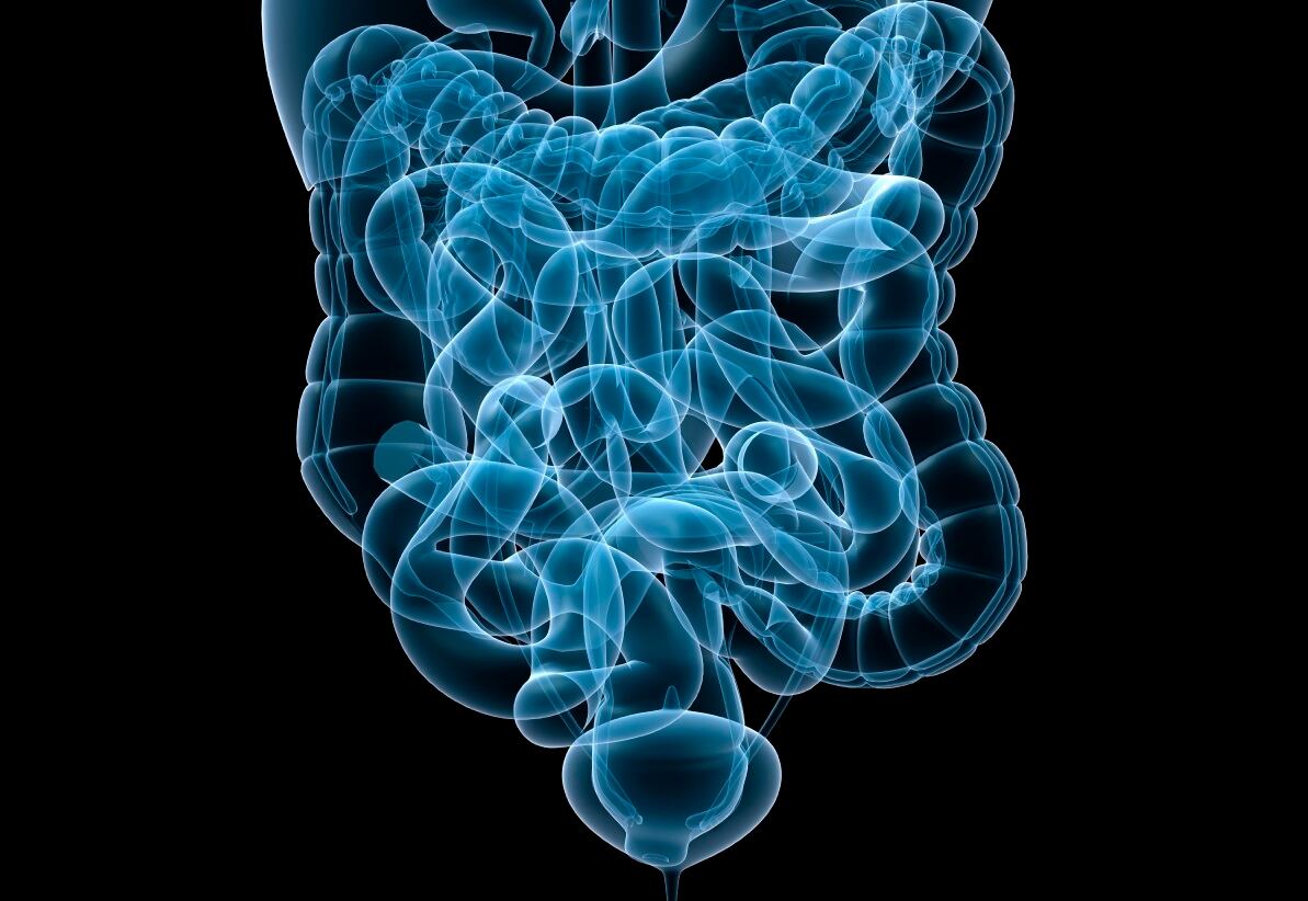 intestines.jpg