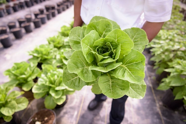 Dairy grown in lettuce? Meet the start-up triggering protein, pigment, and aroma production in a greenhouse