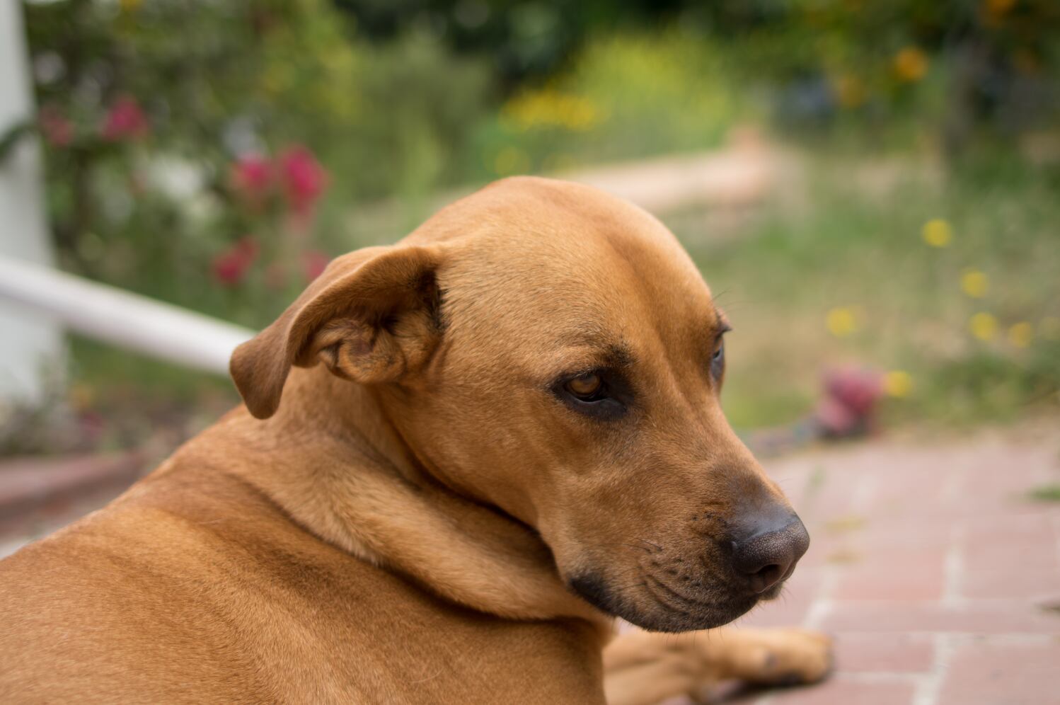 Huckleberry-image-credit-Dan-Nurmi.png