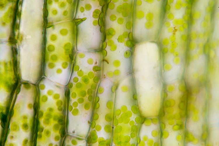 cellulose-Sinhyu.jpg