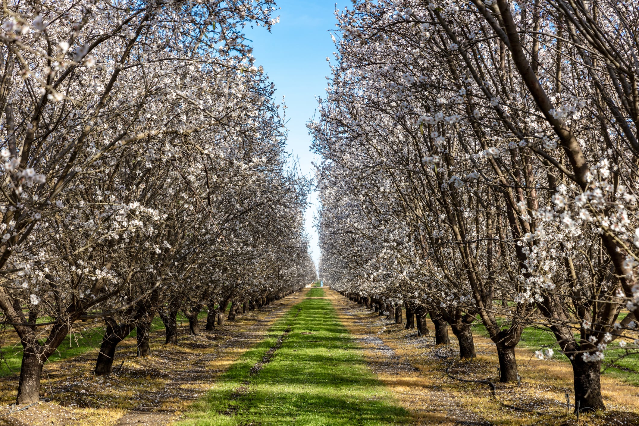 Lost in the symmetry of the Central Valley. The vibrant green path leads the eye through rows of delicate blossoms, capturing the quiet orderly beauty of Bakersfield's almond groves.