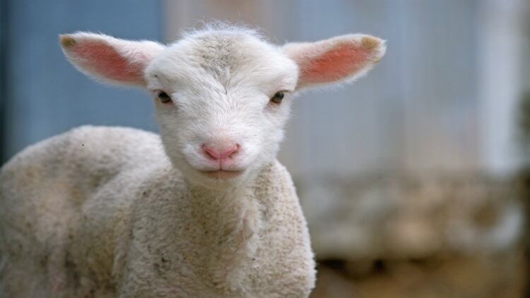 Irish farmers call for sensible approach to sheep situation 
