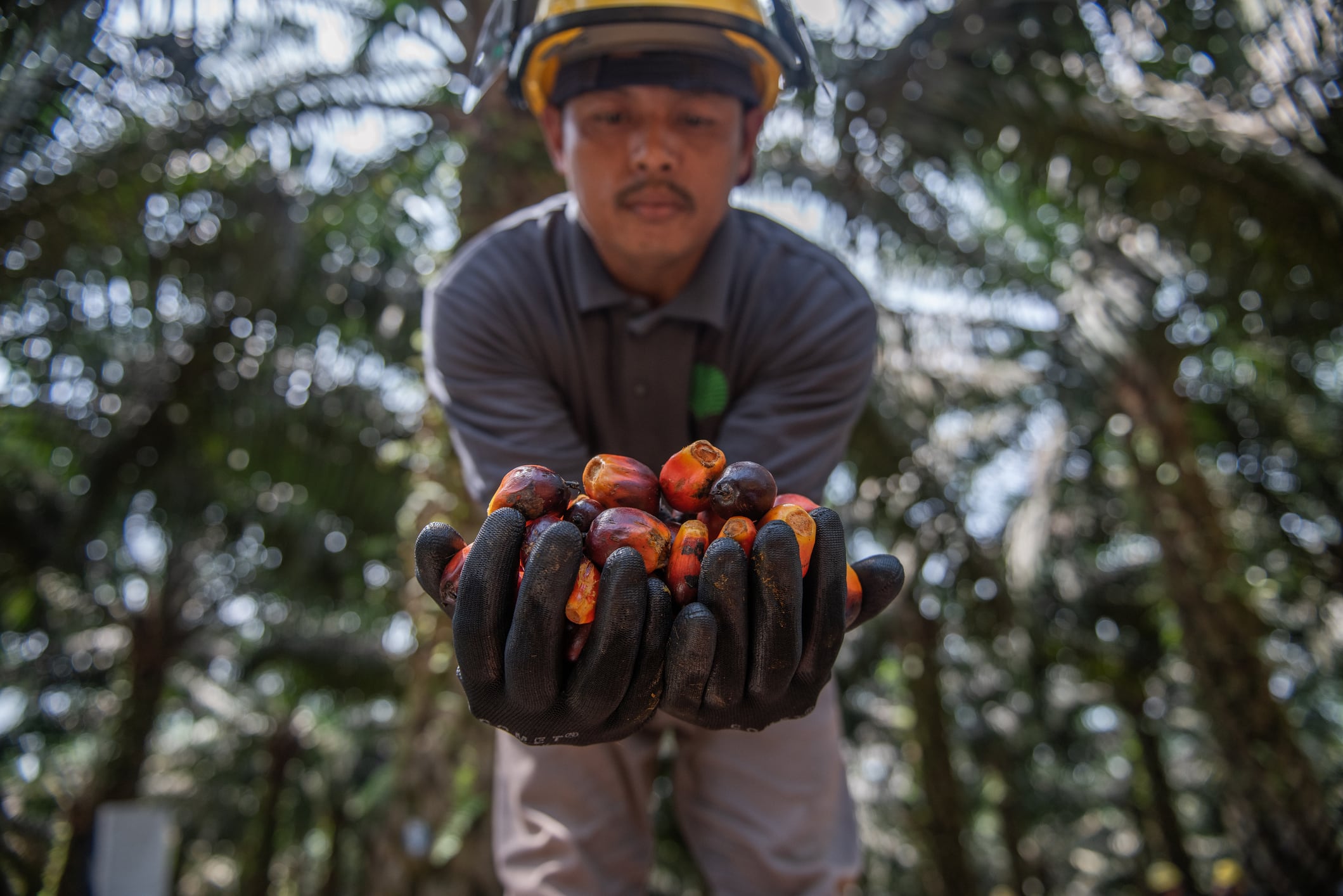 Governments try to get a handle on palm oil 