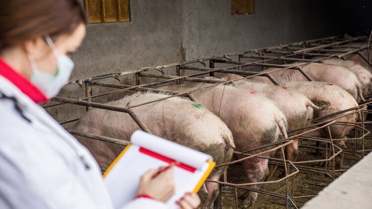 ASF-detected-in-Chinese-animal-feed.jpg