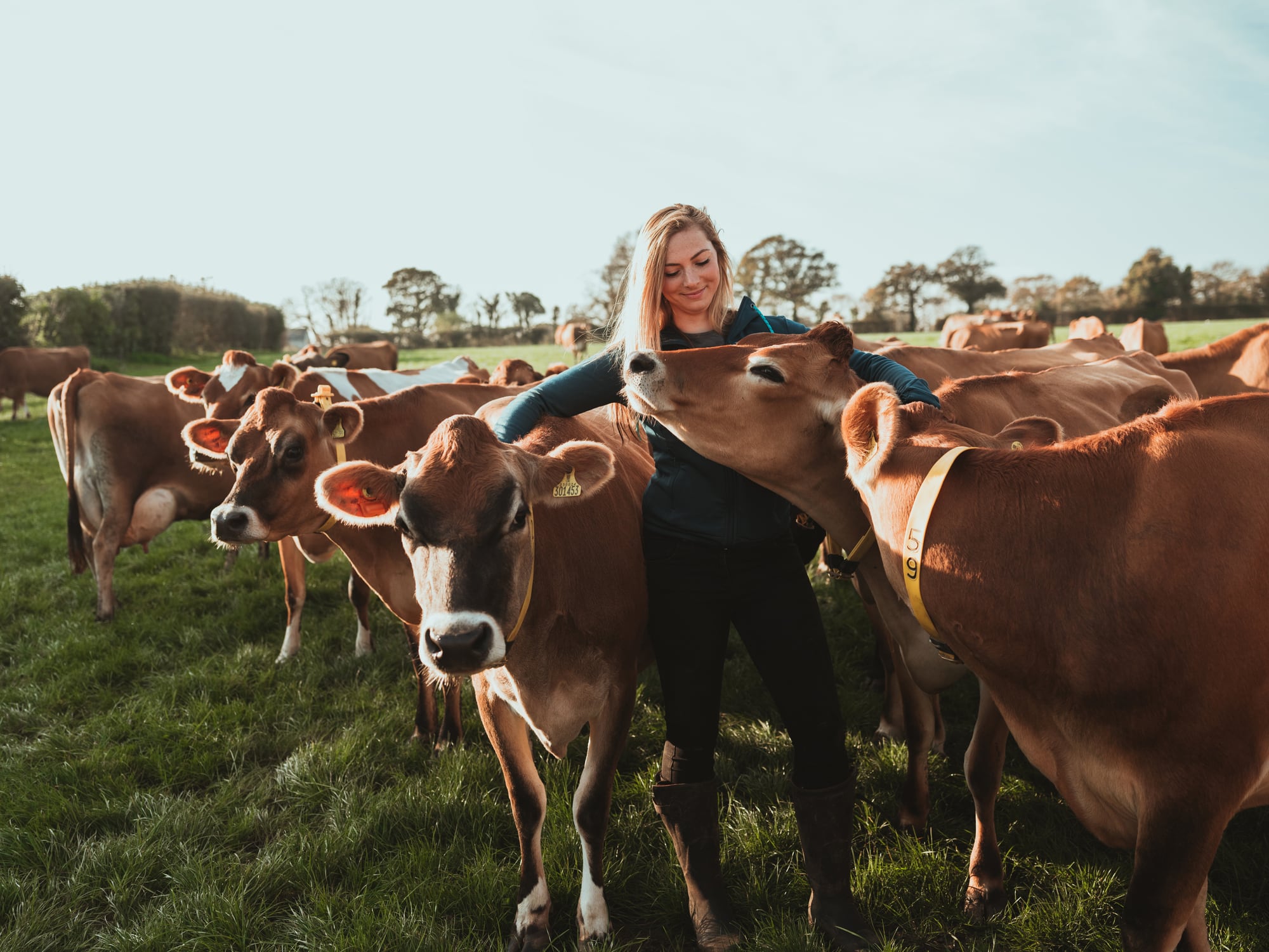 UK milk production falls as heat stress and Bluetongue hit dairy herds.