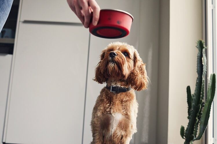 dogfood-Sally-Anscombe.jpg