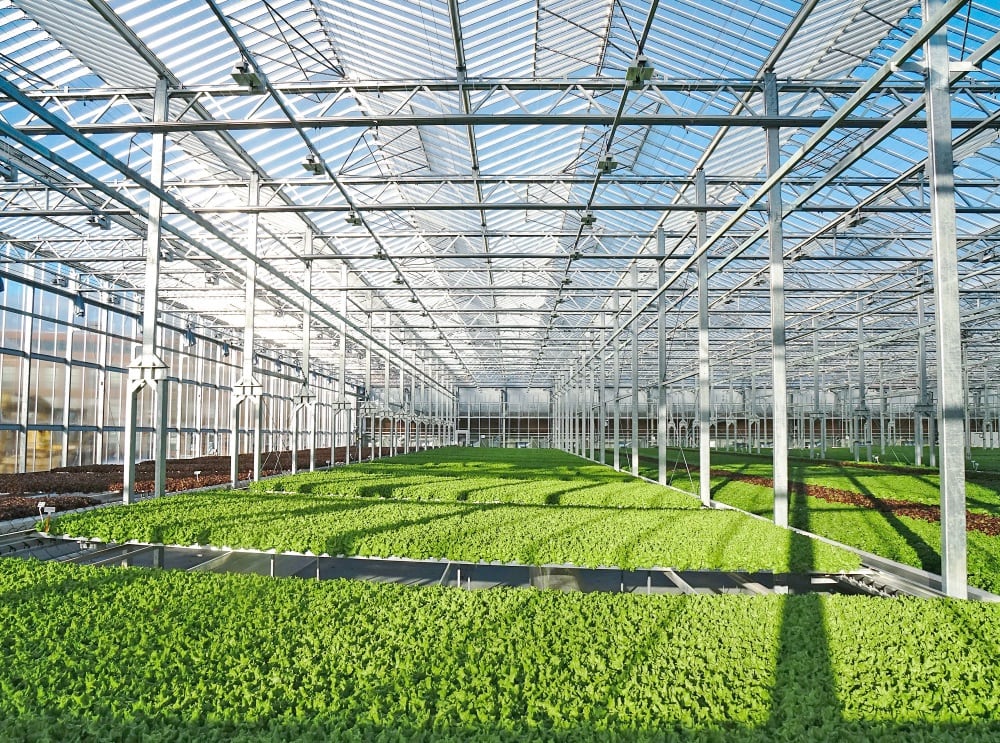 Gotham-Greens-goes-west-to-unlock-next-growth-chapter-The-indoor-environment-is-relatively-unexplored-but-offers-fantastic-opportunities.jpg