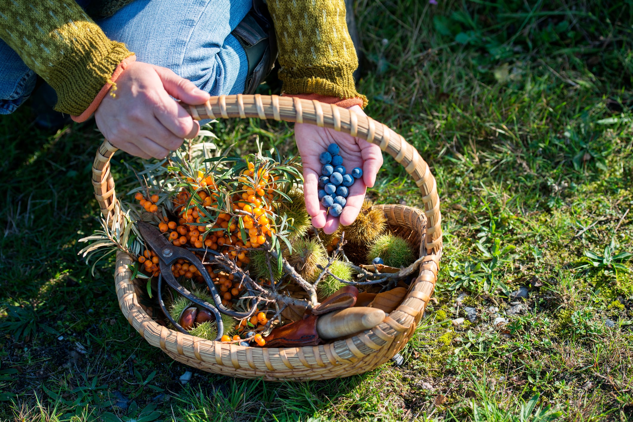 Close up of a food forager with her haul of foraged food in her basket. Including; havtorn,berries and nuts. Food foraging has become popular in recent years as chefs have turned to foraged food to produce local and seasonal menu's. Photographed on the island of Mon Denmark. Horizontal format, the person is wearing jeans and a jumper photographed in the autumn.