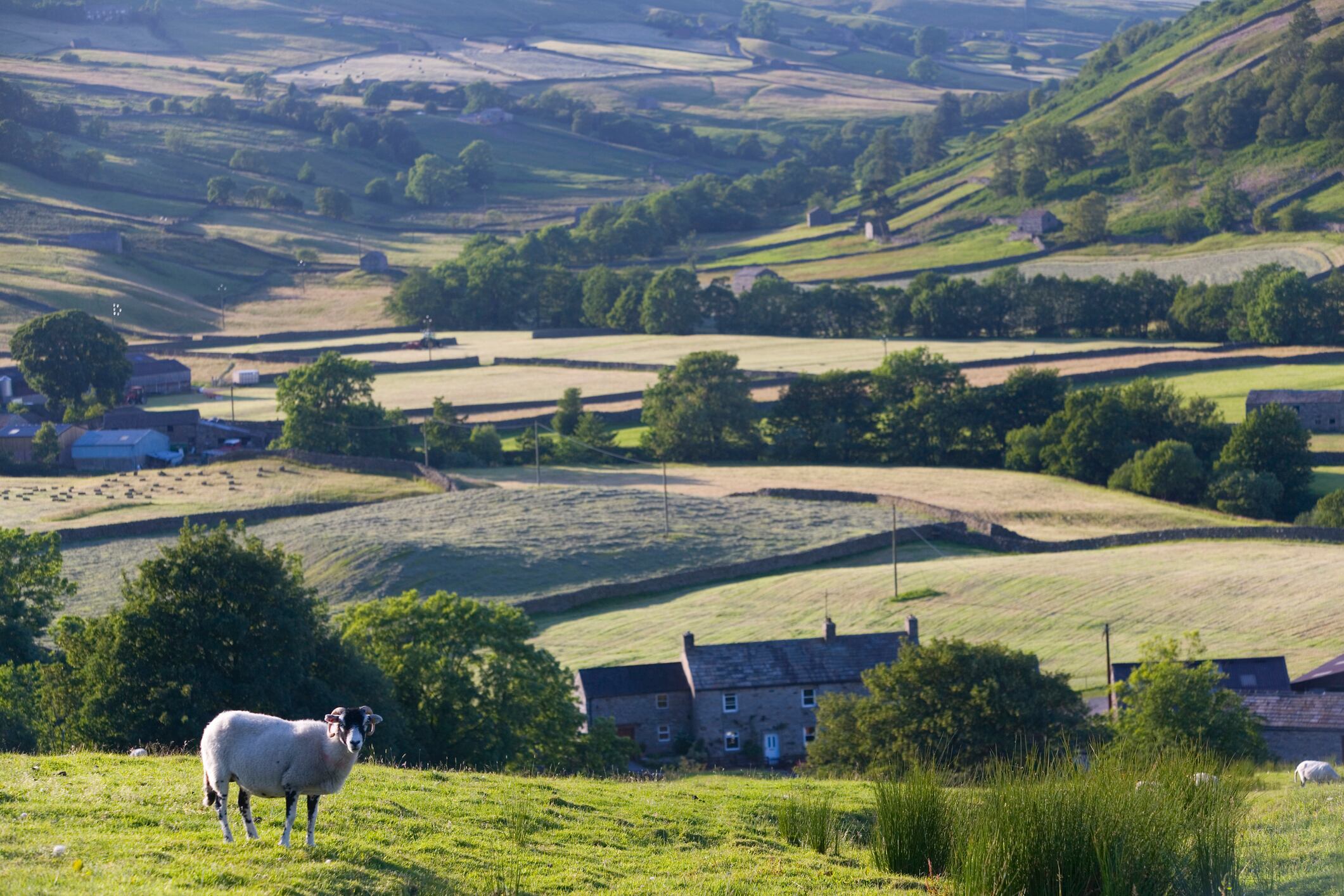Bird flu found in sheep for the first time