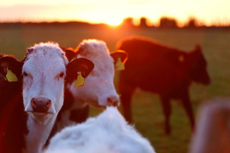 Irish beef talks end with issues unresolved