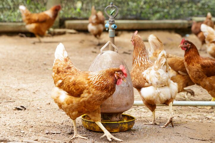 Cracking-it-Retailers-and-producers-line-up-to-embrace-cage-free-egg-market.jpg