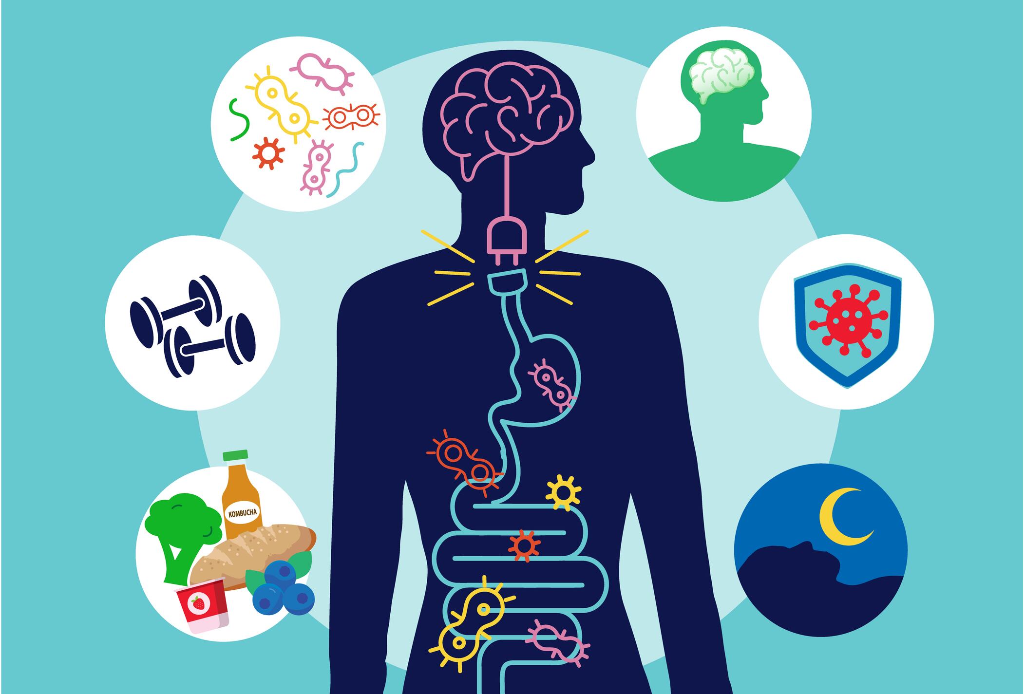 Vector illustration of a Brain Gut Connection Health and Science concept with silhouette of human with brain and intestine surrounded by benefits of healthy gut. Symbols include mental clarity or health, immunity, good sleep, health food, exercise and diverse microbiome. Includes vector eps and high resolution jpg.