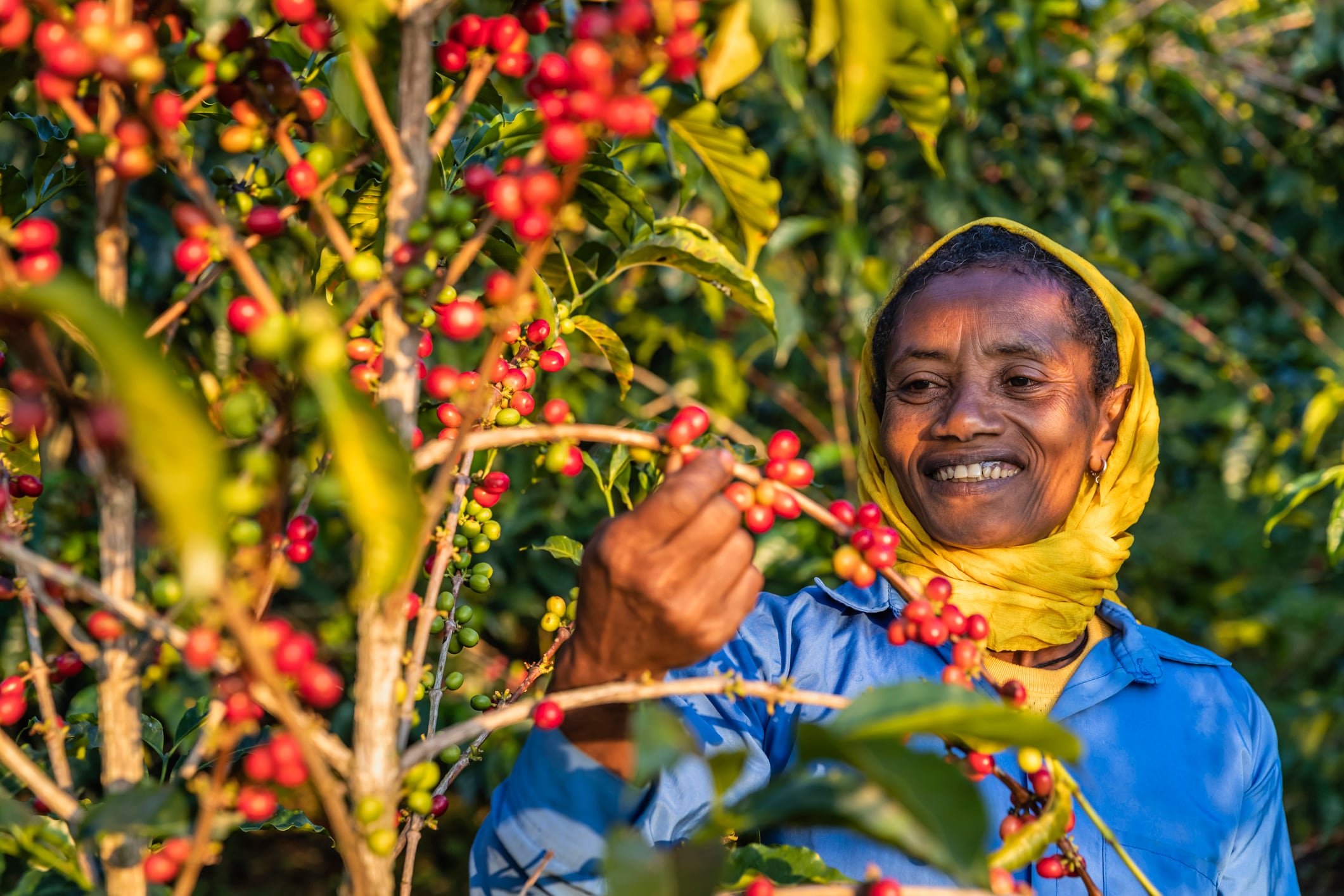 African woman collecting coffee berries from a coffee plant, Ethiopia, Africa. There are several species of Coffea - the coffee plant. The finest quality of Coffea being Arabica, which originated in the highlands of Ethiopia. Arabica represents almost 60% of the world’s coffee production..
