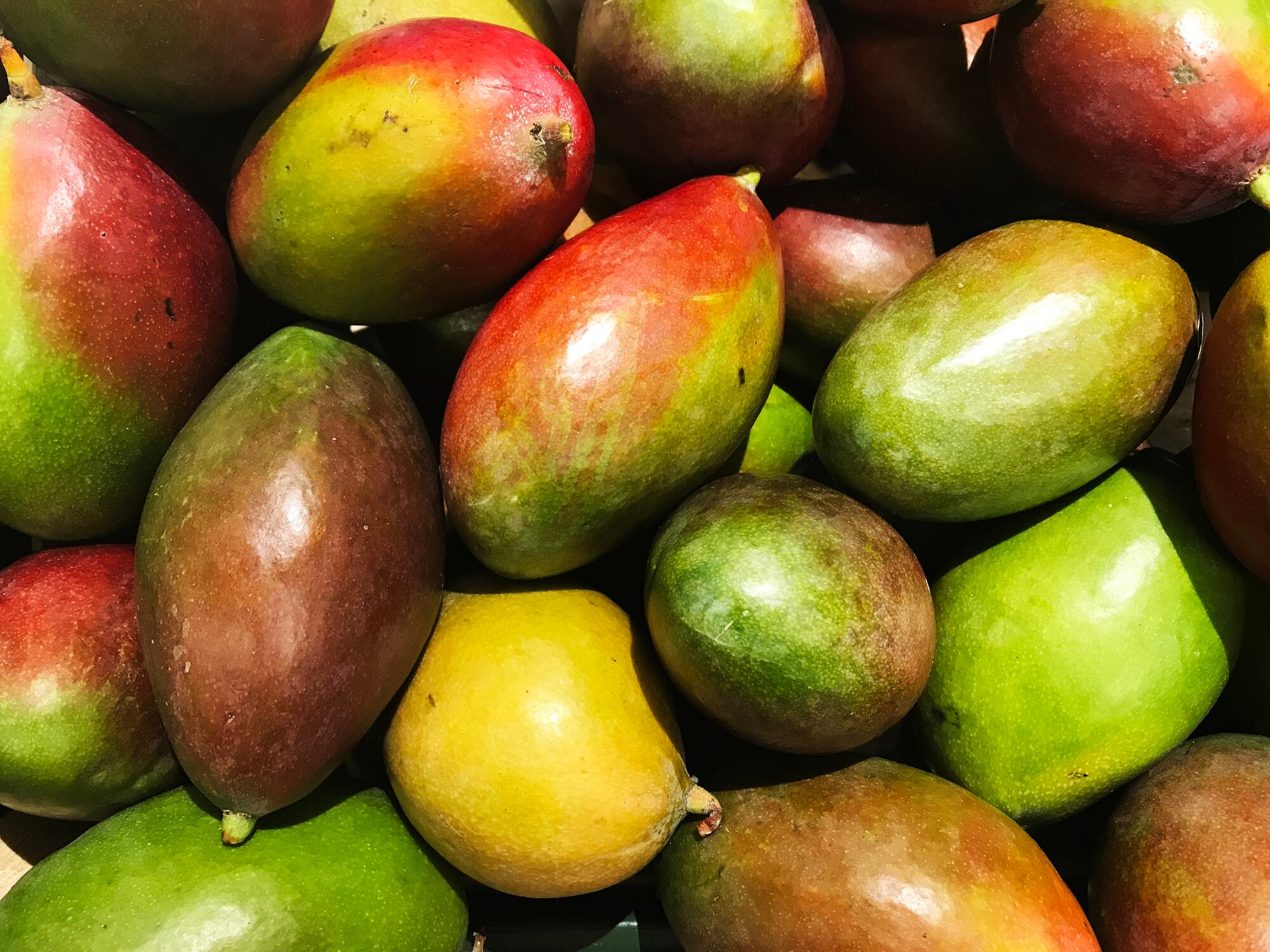 Functional-fiber-from-upcycled-mango-seeds-makes-processed-food-healthier-says-Mexico-s-Genius-Foods.jpg
