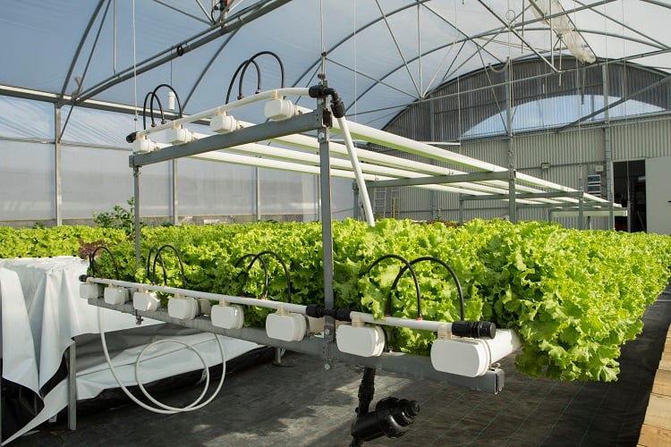 'Sustainable agriculture is fully local': Vertical farming start-up eyes ready-to-eat salad market