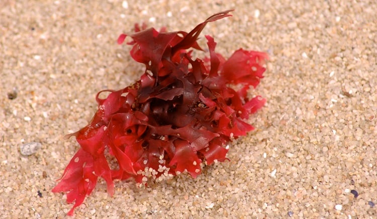 On the frontline of climate change: Cargill building ‘resilience’ into its red seaweed supply chain