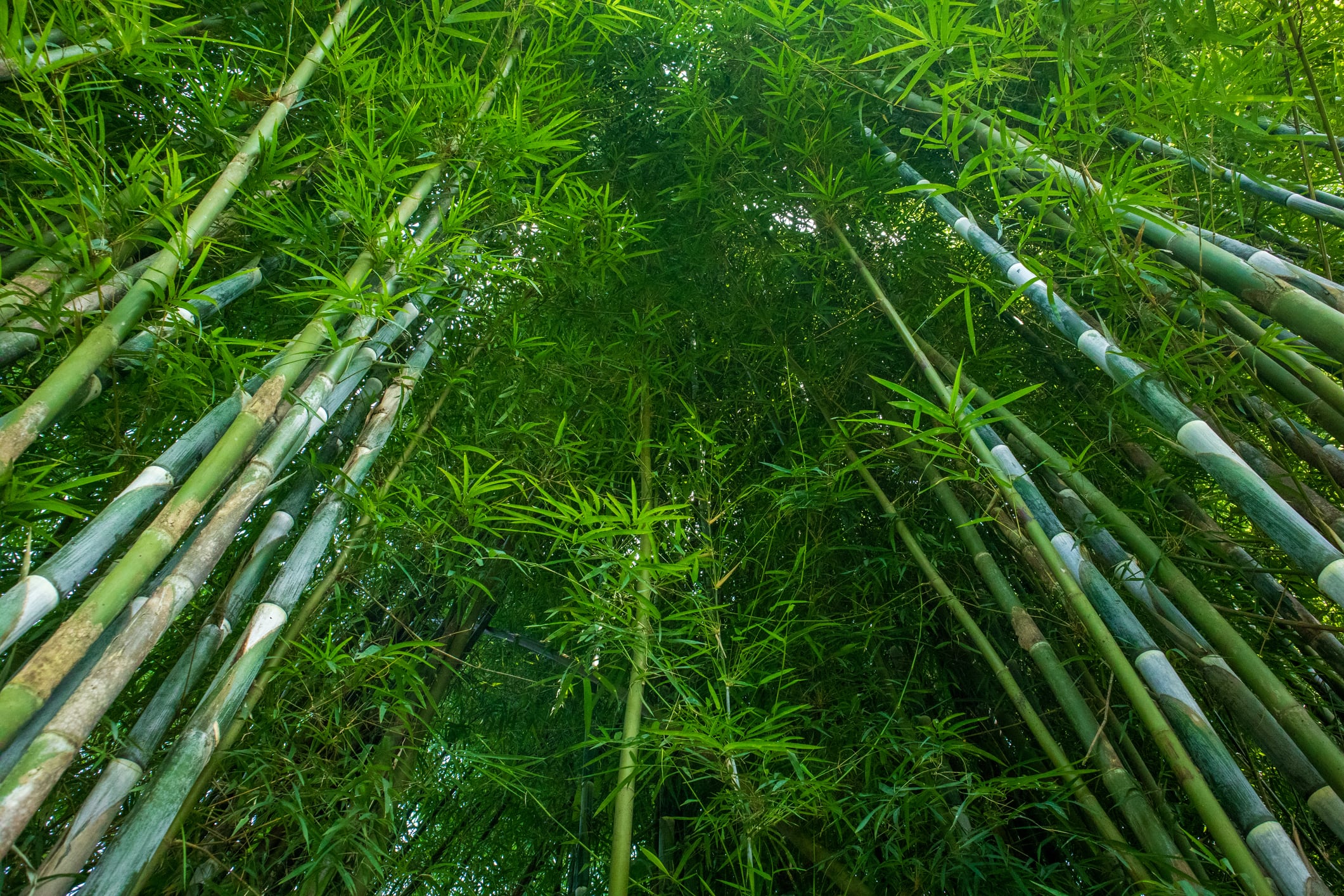 Bamboo: the next big superfood ingredient?