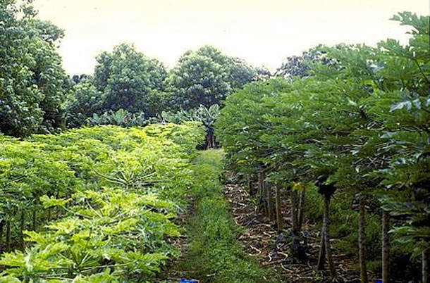 papaya-in-Hawaii.jpg