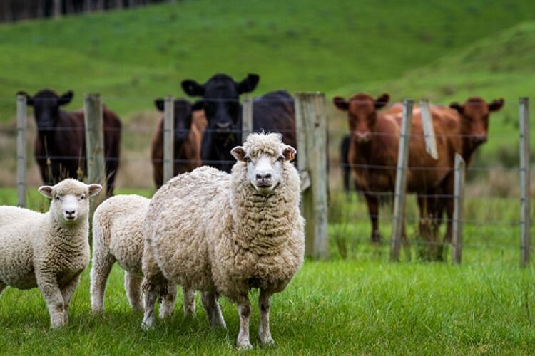 New Zealand sheep and beef levies set to rise
