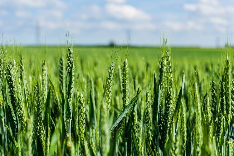 wheat-UK-DannyRM.jpg