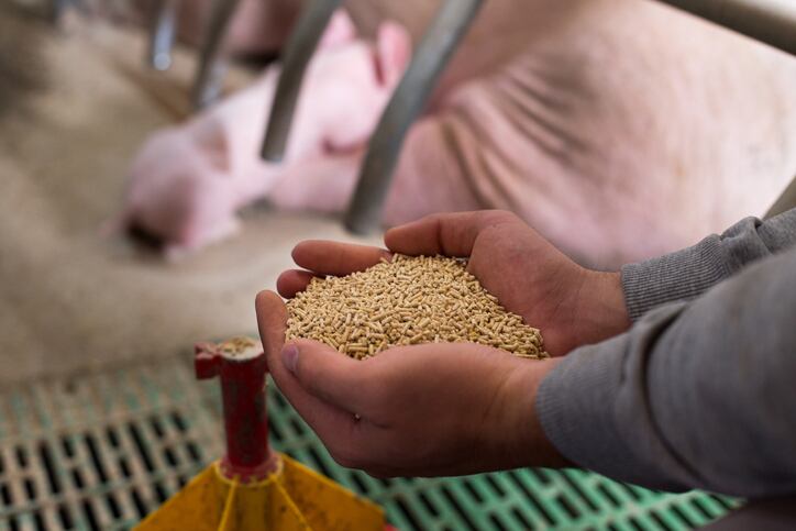 Dutch pig feed firms look to get involved in coalition aimed at future proofing pork sector