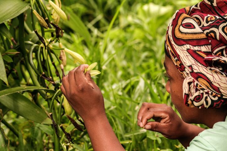 manual-pollination-of-vanilla-in-Sambava-Madagascar-Credits-pierivb.jpg