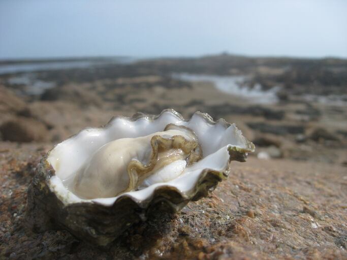 Aw-shucks!-Oysters-in-Myanmar-contaminated-with-human-bacterial-pathogens-plastic-and-baby-formula.jpg