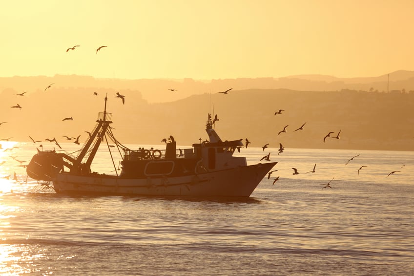 Seafood consumers want ethical labels but sustainability trumped by price