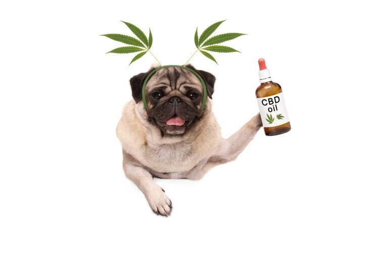 CRN files petition proposing way forward for CBD supplements; leaves foods/beverages to be dealt with ‘later’