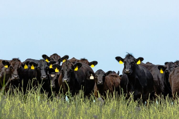 Aberdeen-Angus-cold-resistance-research.jpg