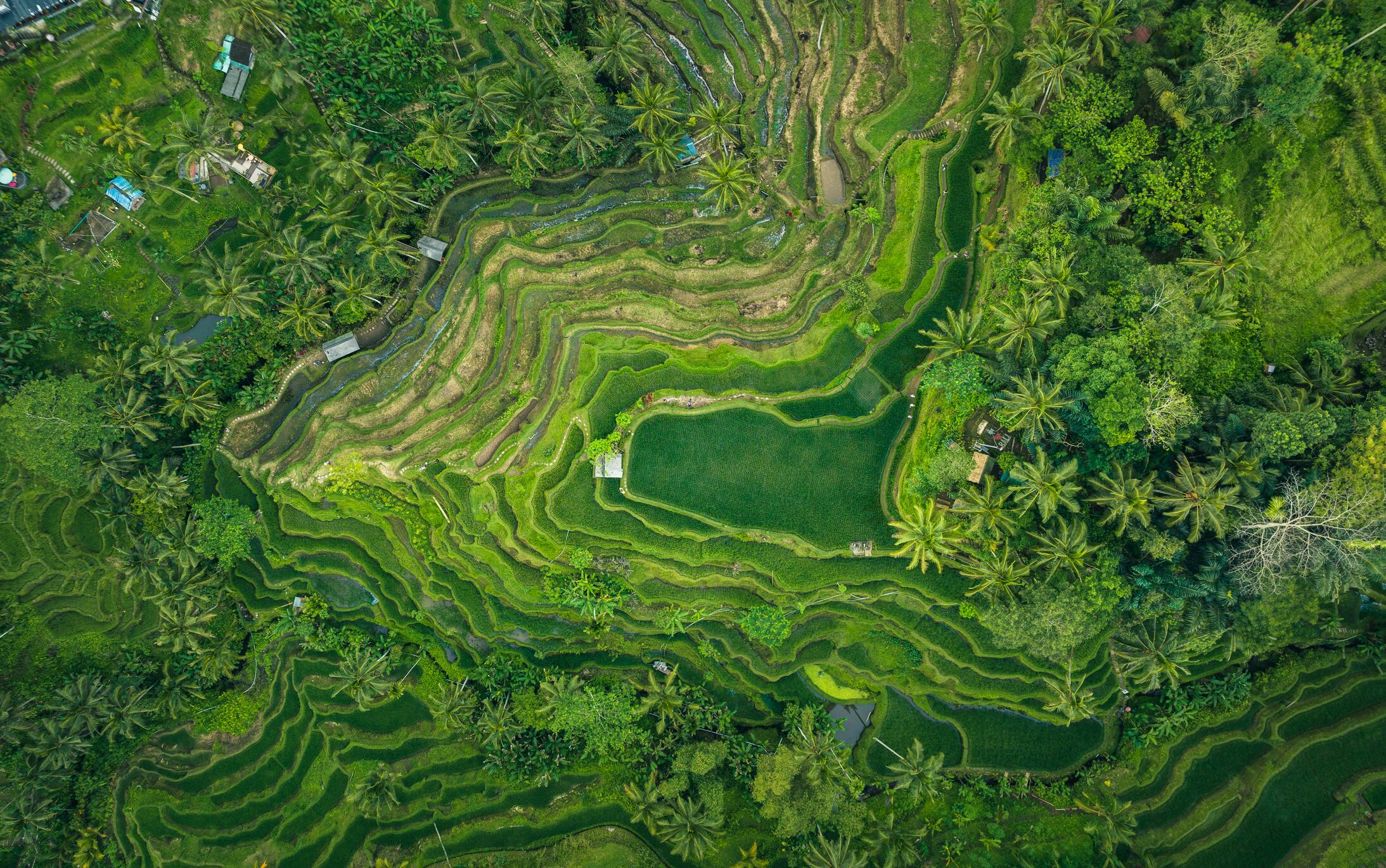 Agroecology: How introducing natural flora can still protect yields