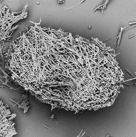 zein-microcarrier-Matrix.jpg
