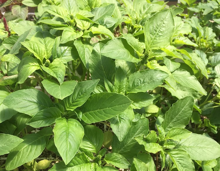 VIP-leaf-image.png