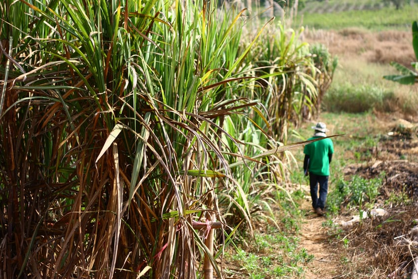 Could falling prices hinder sugar reformulation?