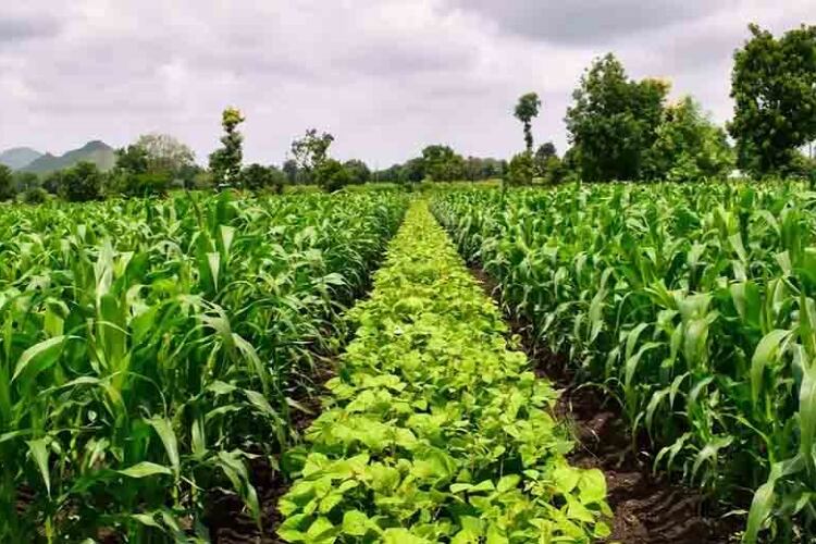 Nestlé and ETH Zurich establish research program to reduce carbon footprints