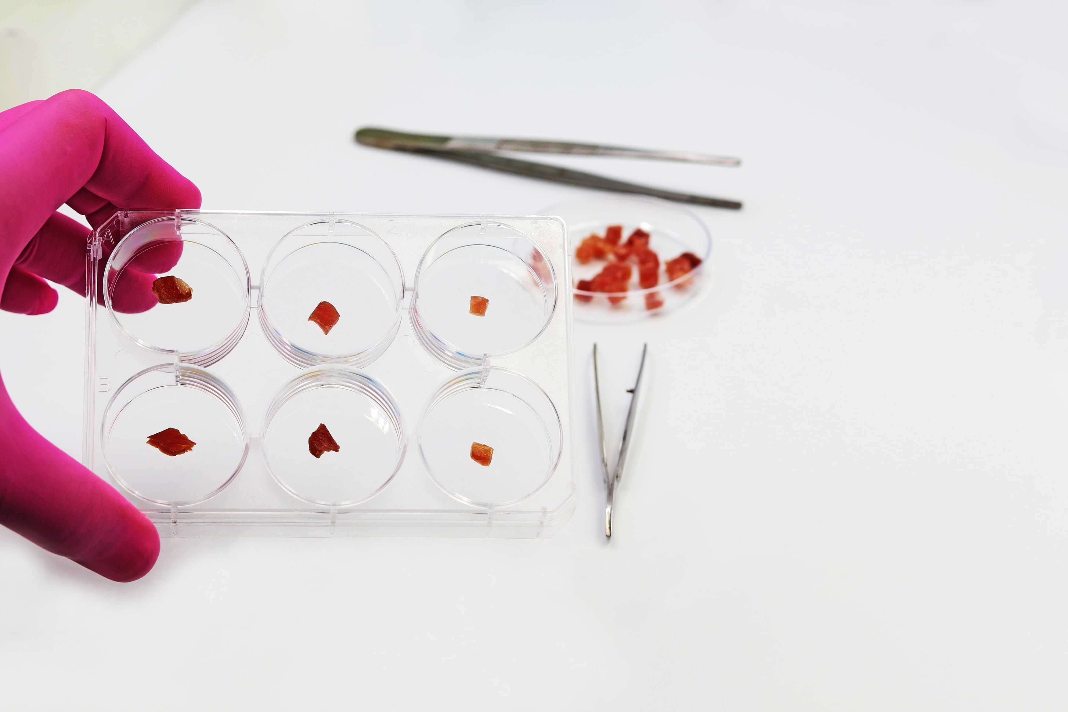 A scientist holds a multi-well plate with pieces of raw cultured meat in the biotechnology laboratory. Synthetic or in vitro meat production concept. Cultured meat.