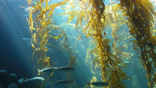 Seaweed.png
