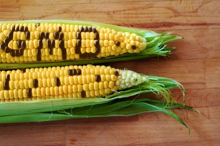 Behind the push for GMO transparency on-pack: ‘Non-GMO food labelling closes a loophole in EU legislation’