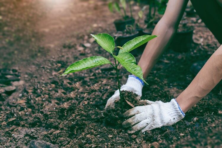 tree-planting-gan-chaonan.jpg