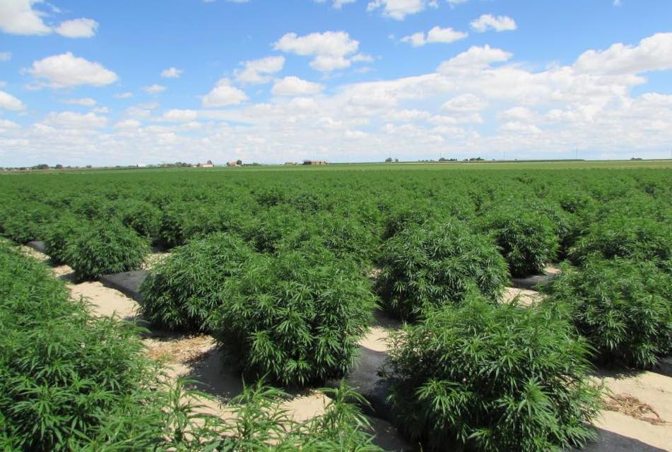 Marketing-CBD-is-mostly-about-risk-tolerance-legal-expert-says.jpg
