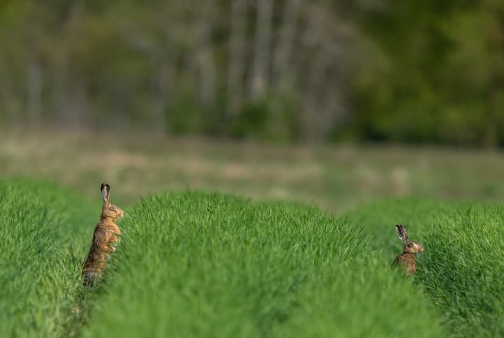 Food giants at risk of ‘greenwashing’ over regenerative agricultural practices: report warns