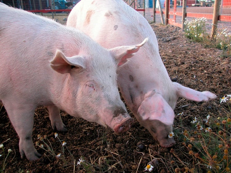 Chinese pork production to be cut 20% by ASF