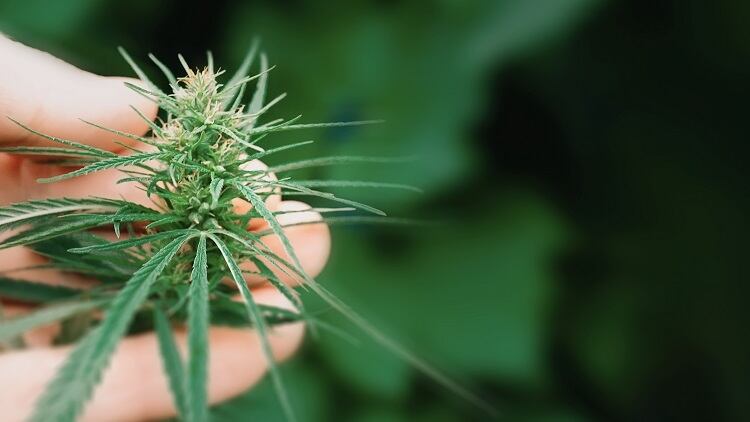 ‘No flower, no hemp industry’: EIHA talks novel foods, questions THC limits in food, and fights for a ‘whole plant’ approach 