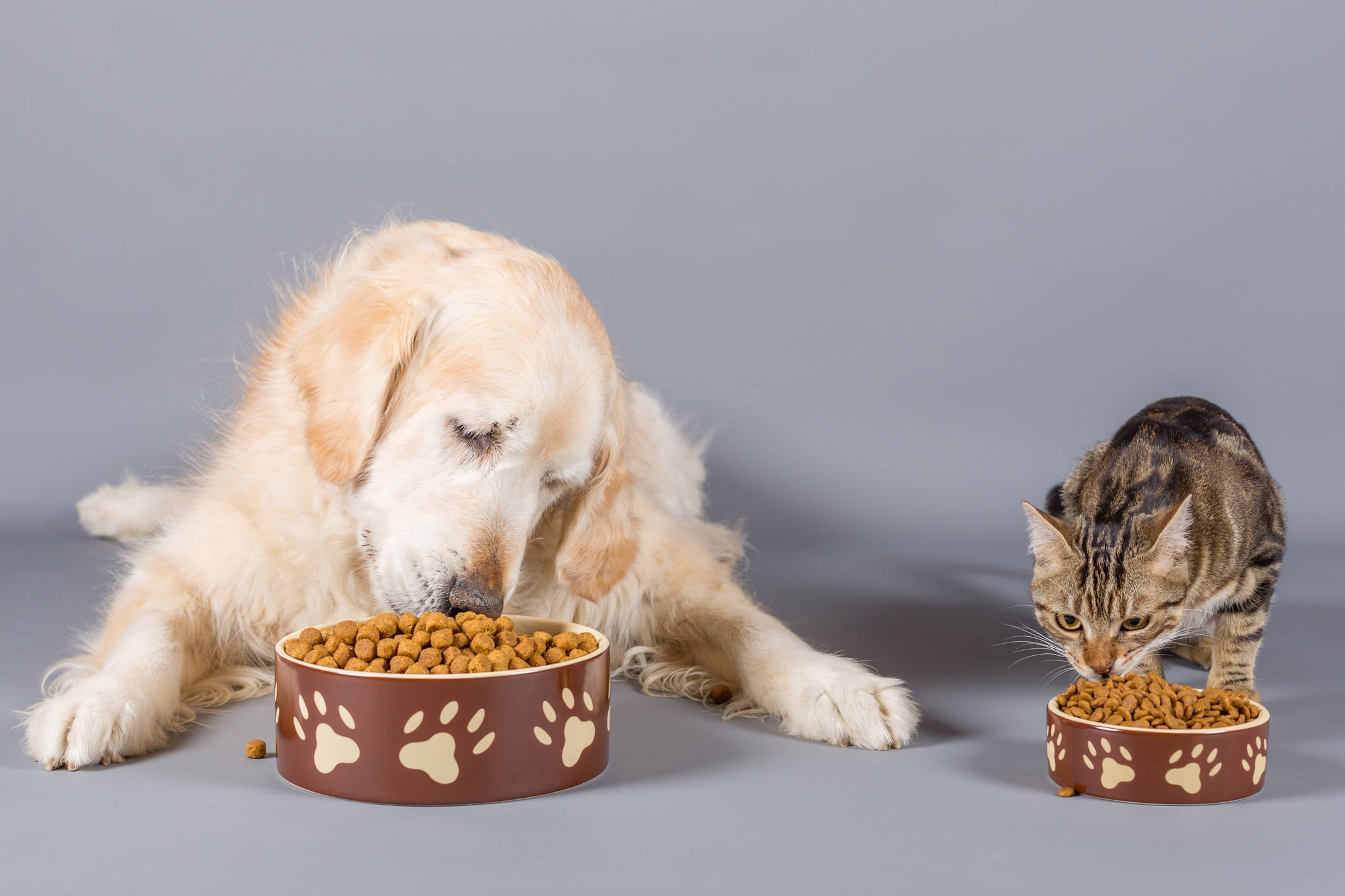 Nestlé pet food a purrfect growth sector 