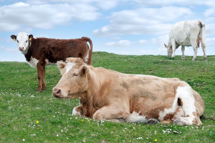 Meat Industry Ireland cautions against Beef Plan protests