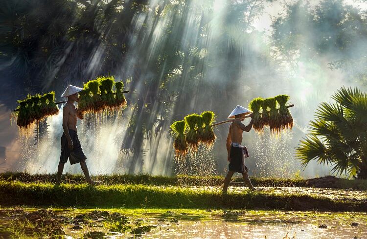 UN-backed-ecolabel-launched-by-Sustainable-Rice-Platform-We-anticipate-European-retailers-will-lead-in-adoption.jpg