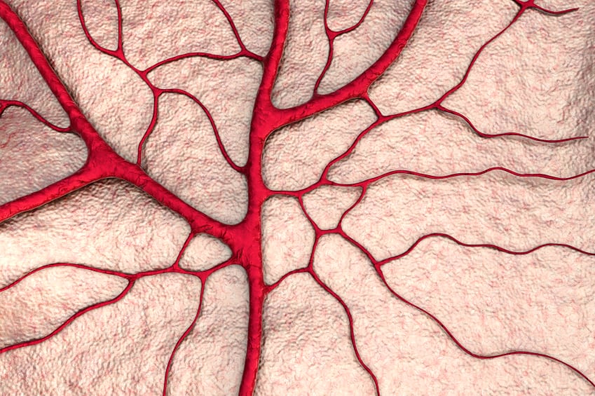 circulation-capillary-artery.jpg